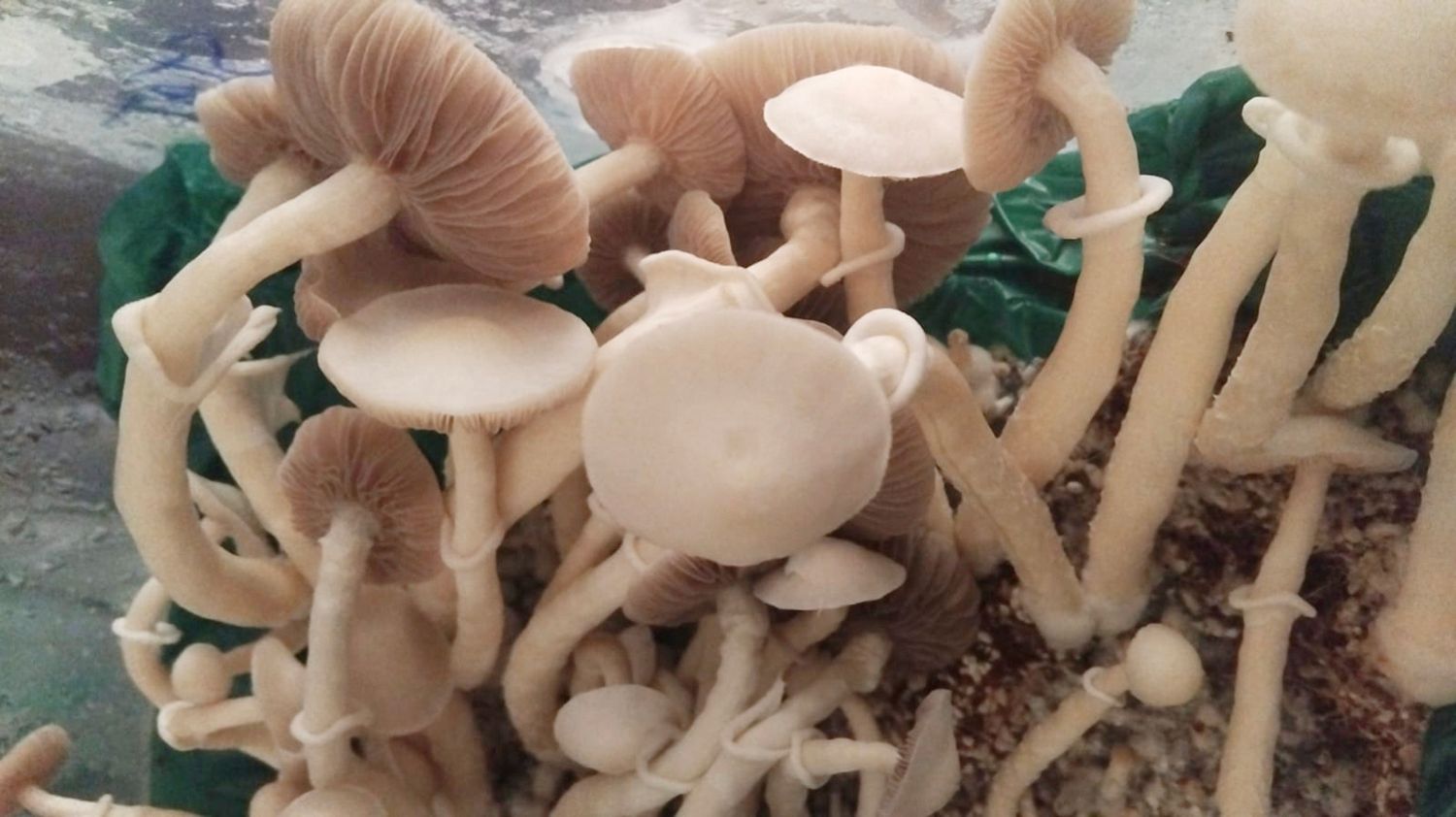 004 P. cubensis Mushroom - 5g Pack