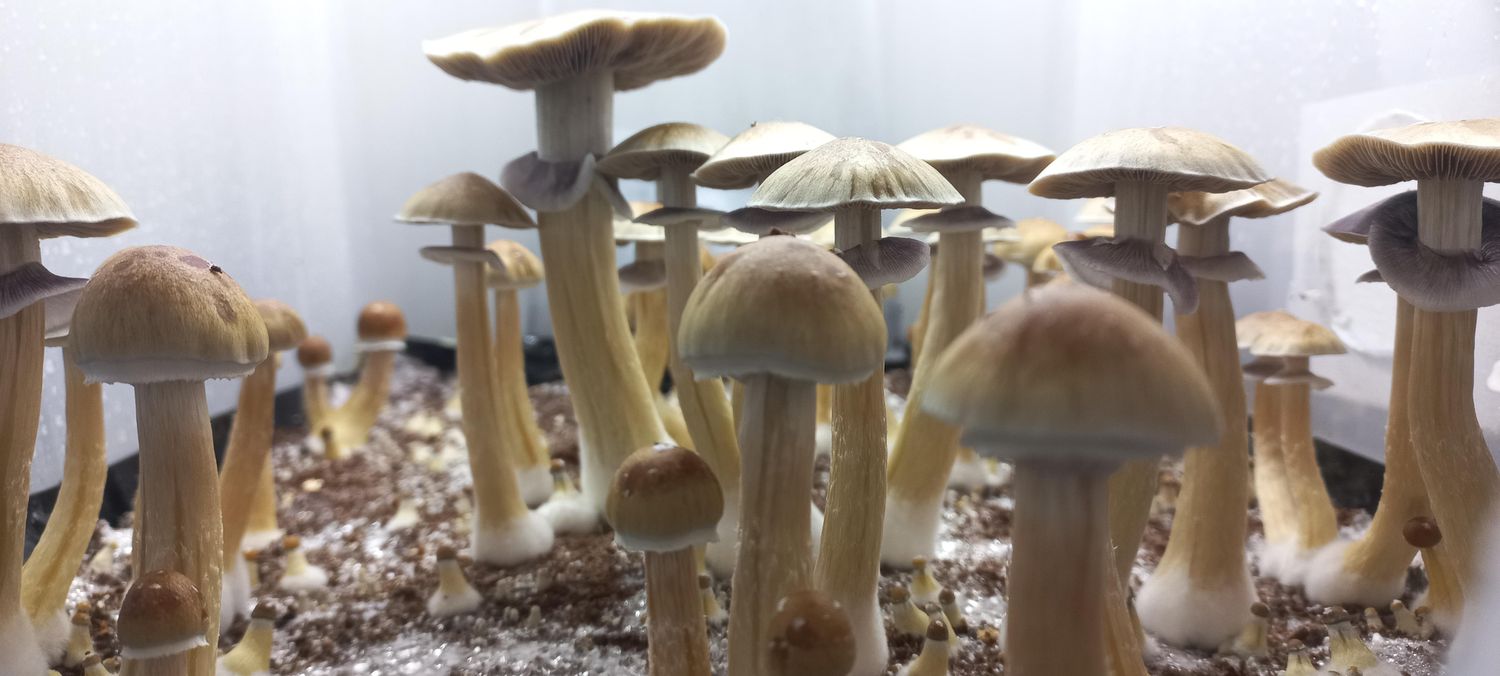 Thai Pink Buffalo P. cubensis Mushroom - 5g Pack