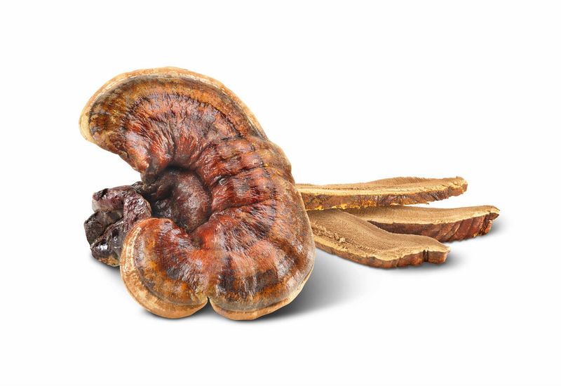 100g Reishi Dried Medicinal Mushroom