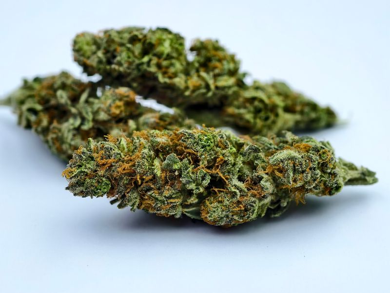 Crumbled Lime Greenhouse p/g