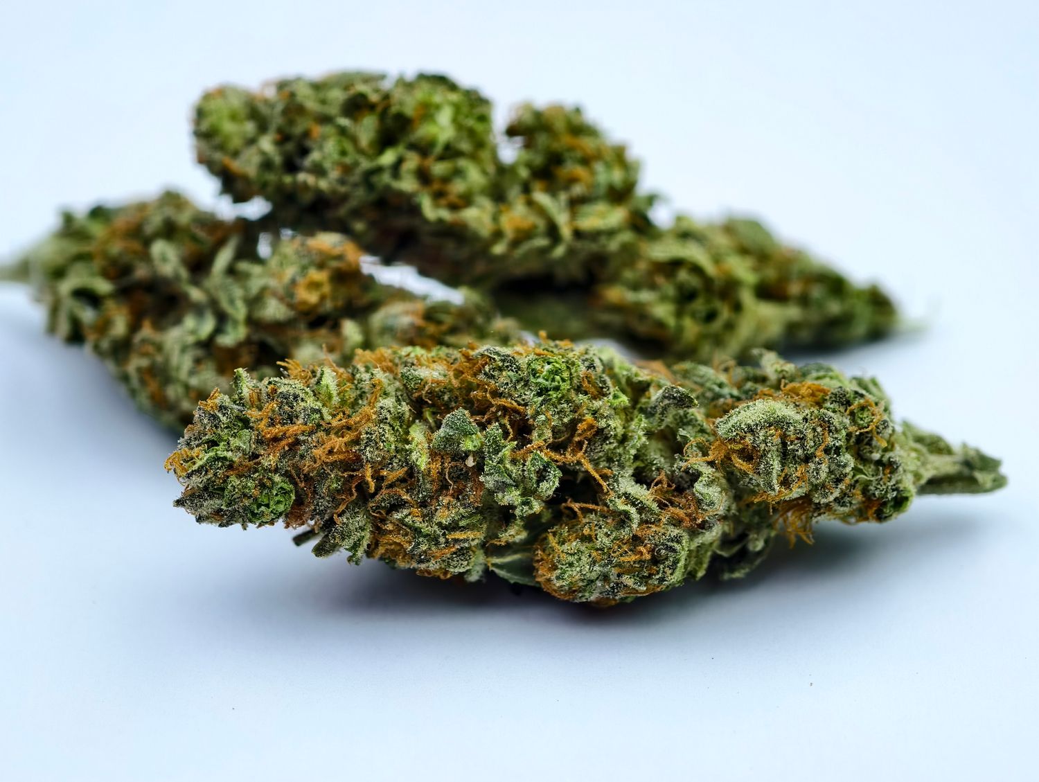 Crumbled Lime Greenhouse p/g