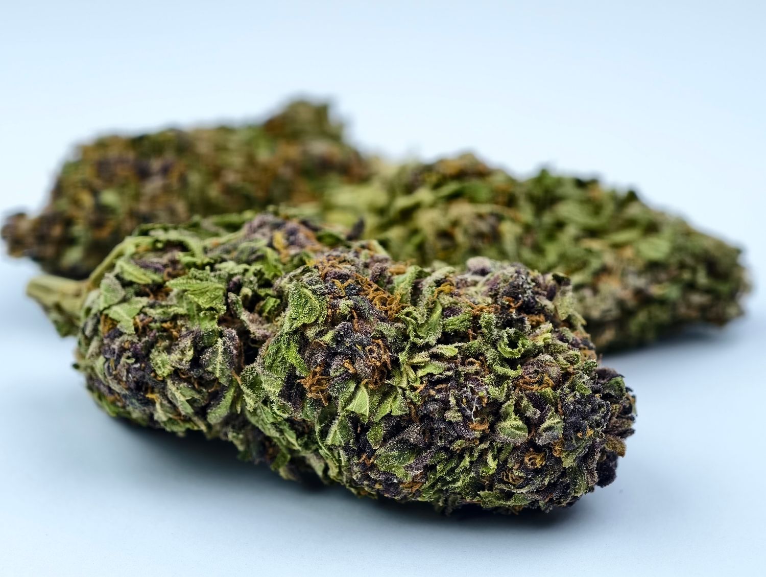 Blackberry Kush Outdoor p/g