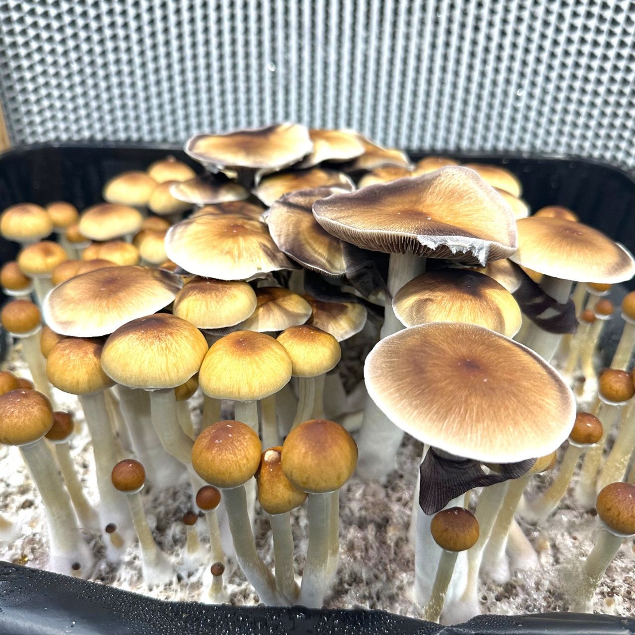 Oak Ridge P. cubensis Mushroom - 5g Pack