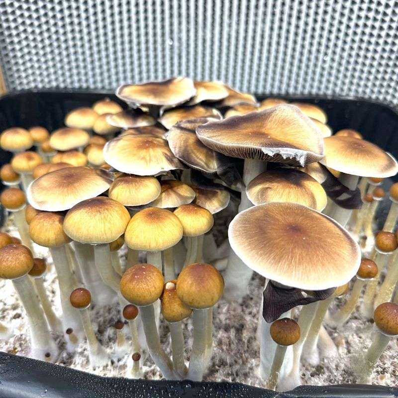 Oak Ridge P. cubensis Mushroom - 5g Pack