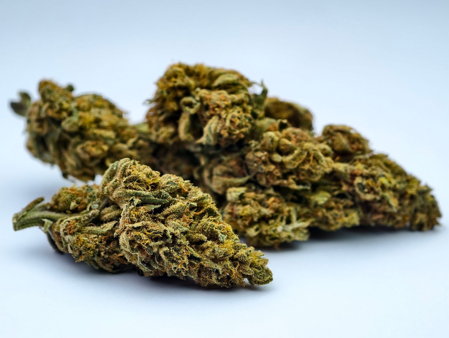 Orange Velvet Underground Greenhouse p/g