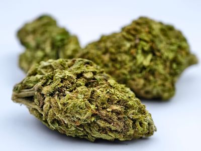 Tropicana Greenhouse p/g