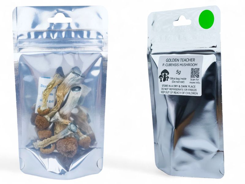 Golden Teacher P. cubensis Mushroom - 5g Pack