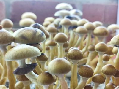 Golden Teacher P. cubensis Mushroom - 5g Pack