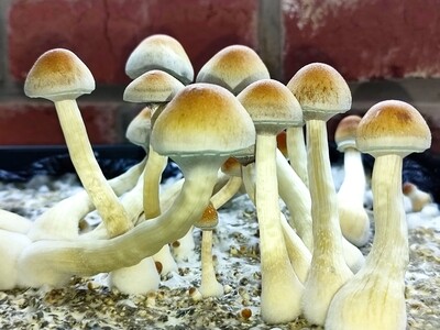 Natal Super Strength P. cubensis Mushroom - 5g Pack