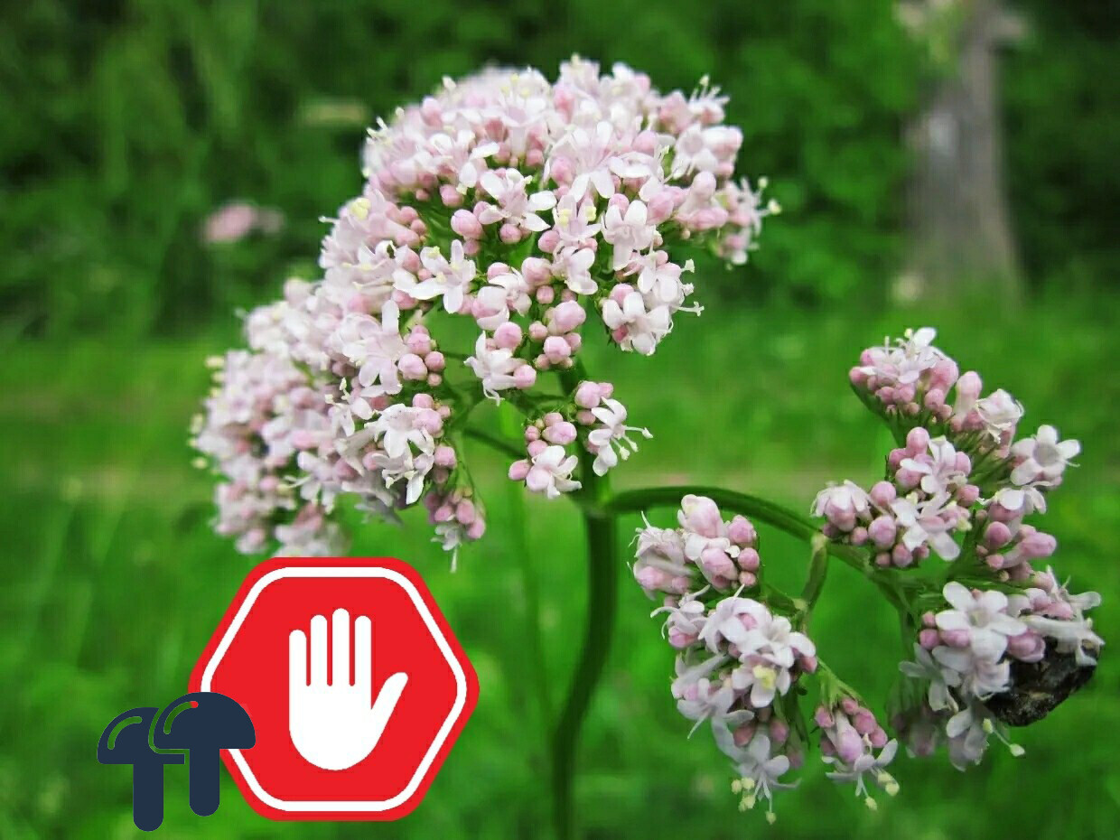 Natural Trip Stopper for Anxiety / Stress - 10 pills