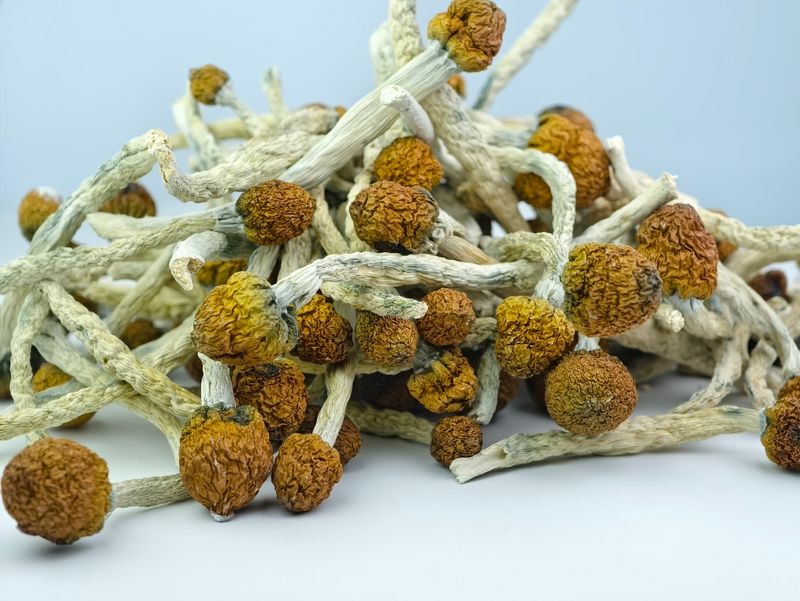 100g Wholesale Dried P. cubensis Mushroom