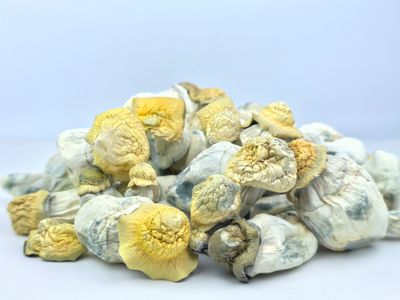 100g Wholesale Dried P. cubensis Mushroom