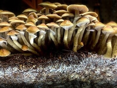 African Transkei P. ochraceocentrata Mushroom - 5g Pack