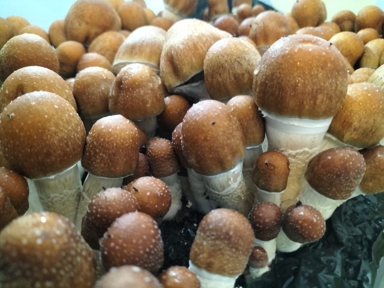 Penis Envy #7 P. cubensis Mushroom - 5g Pack