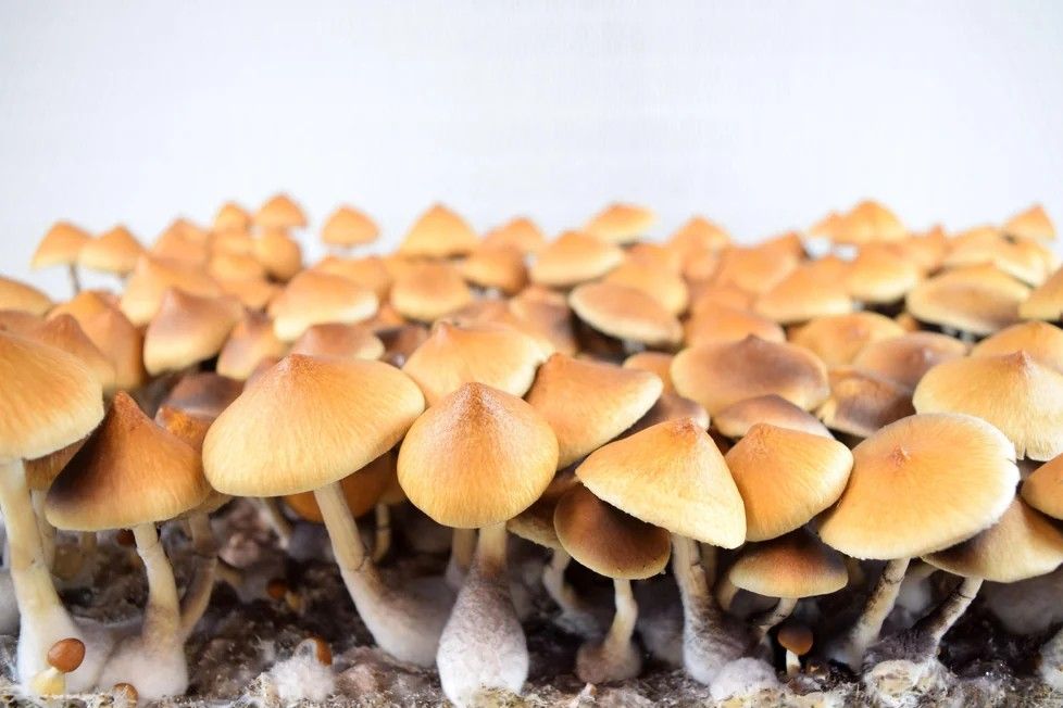 Fiji P. cubensis Mushroom - 5g Pack