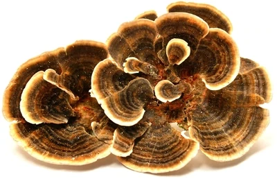 100g Turkey Tail Medicinal Mushroom Powder