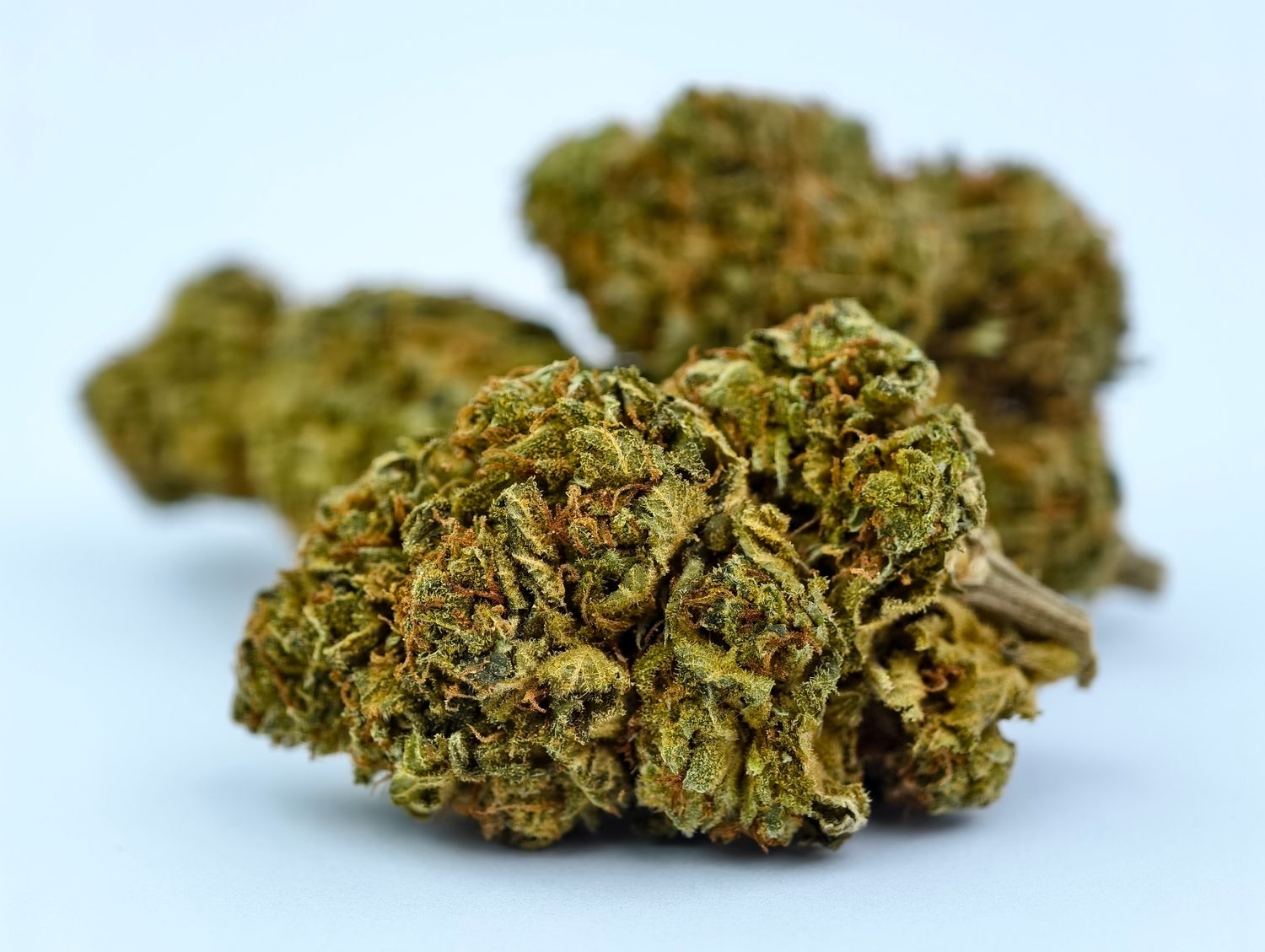 Crème Brulee Indoor p/g