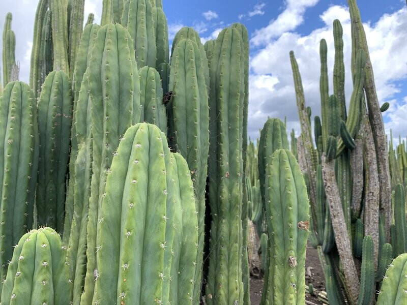 10g Mescaline Cactus Powder