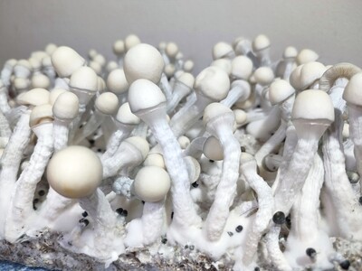 Albino Inca Stargazer P. cubensis Mushroom - 5g Pack