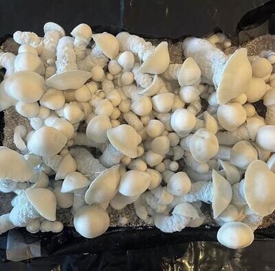 SV-10 P. cubensis Mushroom - 5g Pack