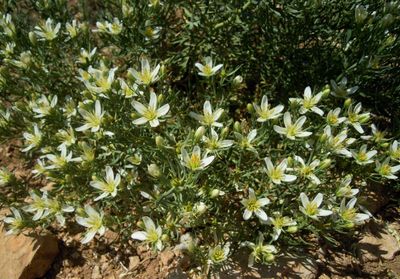 10g Syrian Rue Seeds (Peganum harmala L.)