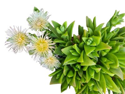 100g Sceletium Tortuosum (Kanna) Powder