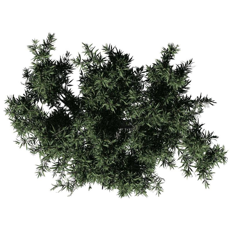 100g Wild Olive Leaf Powder