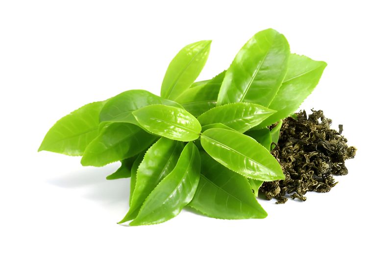 100g Green Tea 95% Extract Powder