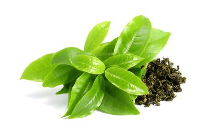 100g Green Tea 95% Extract Powder