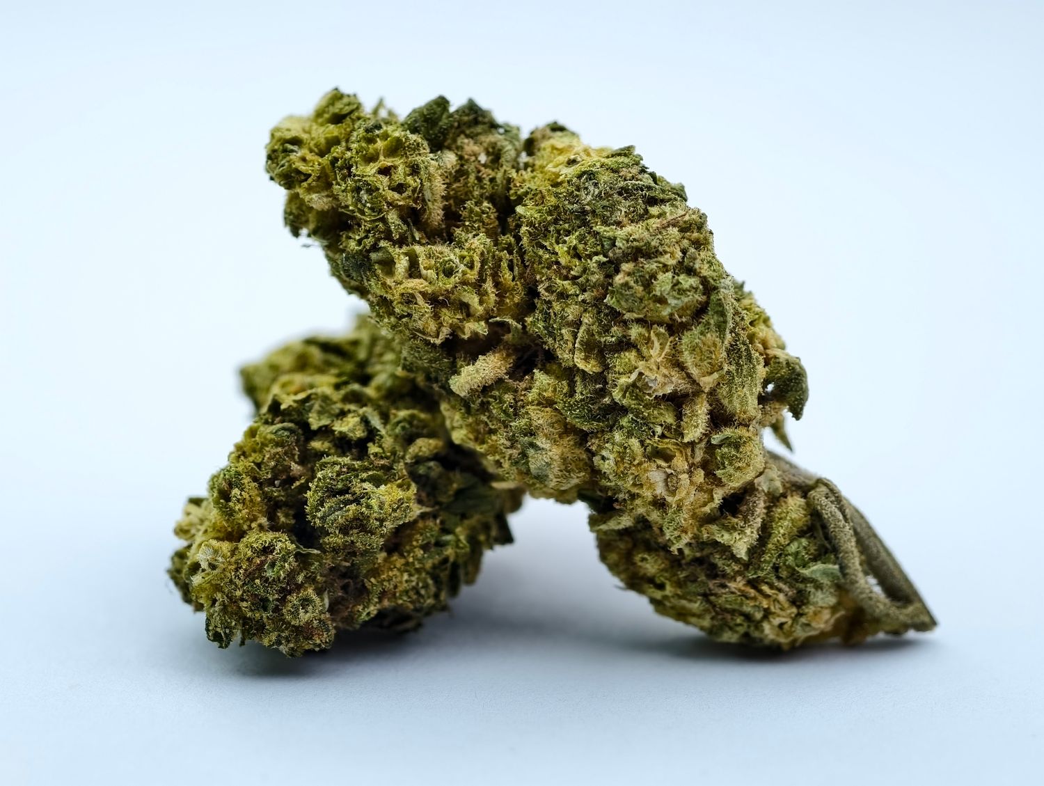 Berry Bomb Outdoor p/g