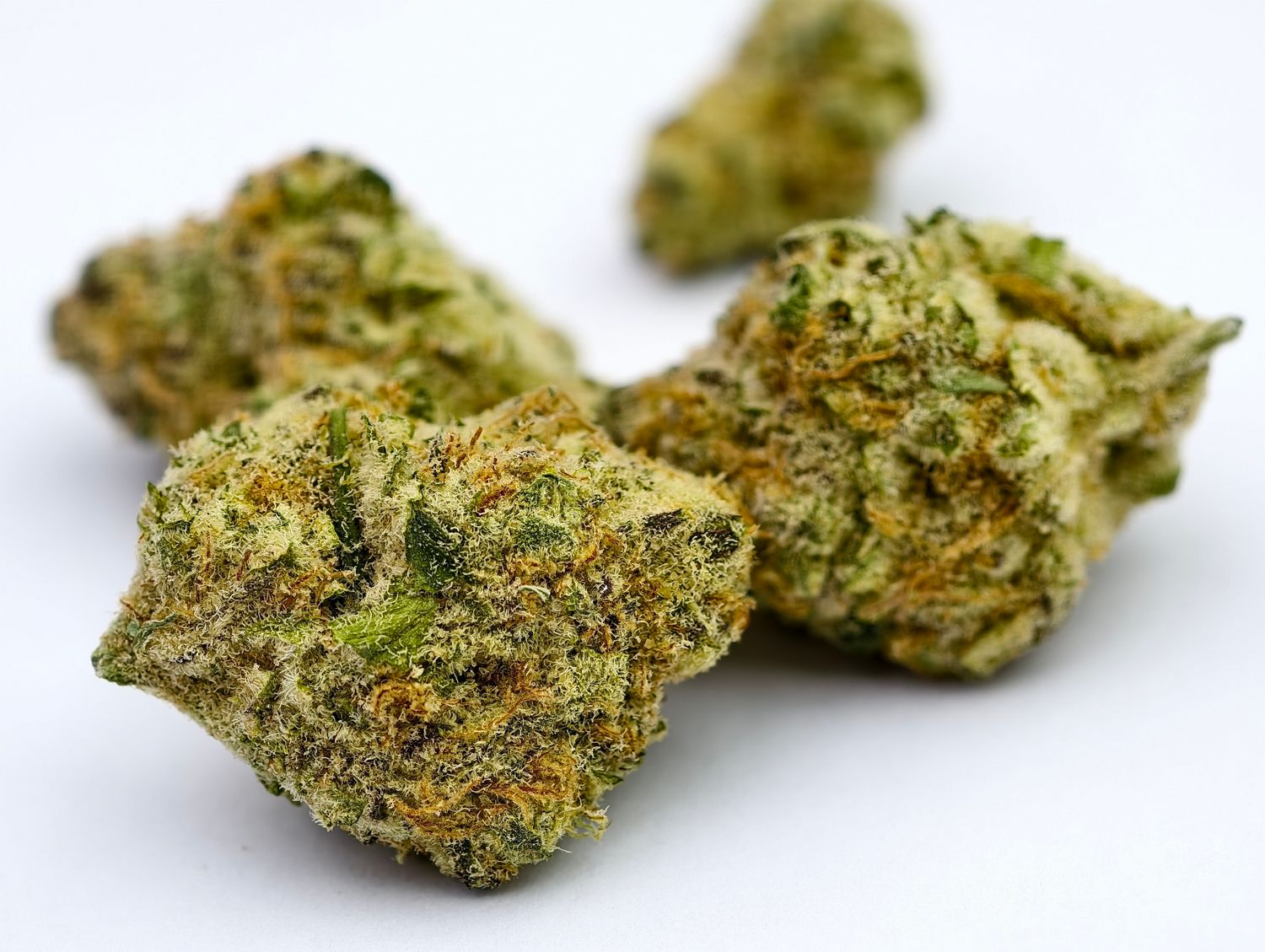 Cherry Pie Indoor p/g