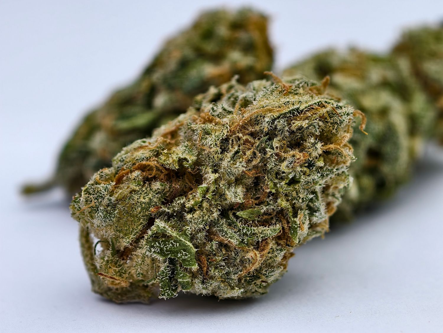 Papaya Bomb Indoor p/g