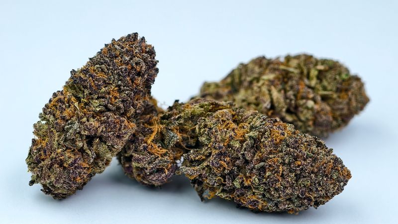 Tart Pops Indoor p/g