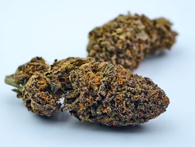 Tart Pops Indoor p/g