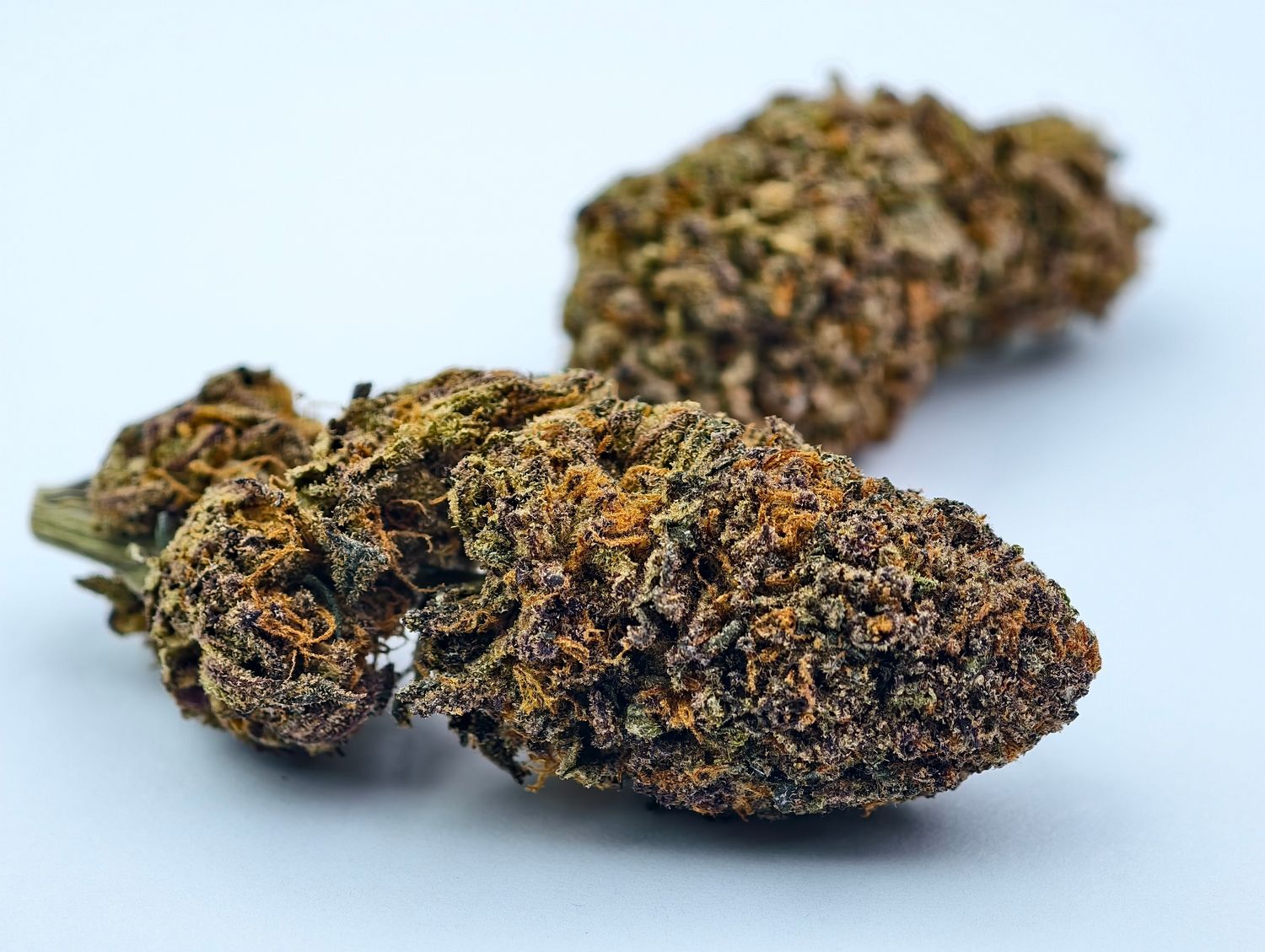 Tart Pops Indoor p/g