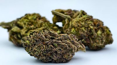 Tigerz Eye Indoor p/g