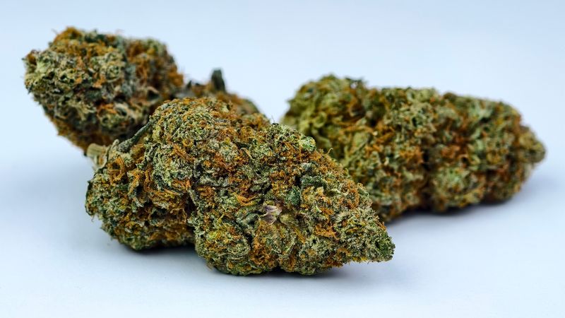 Fanta Sea RBX Indoor p/g