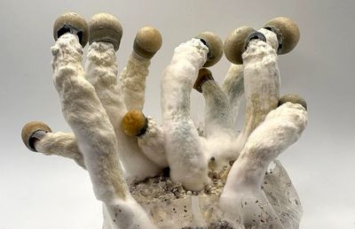 Melmac P. cubensis Mushroom - 5g Pack