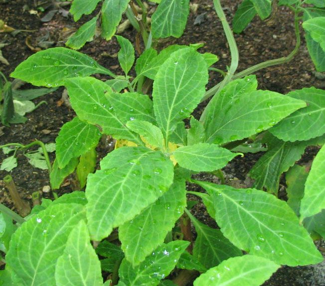 Salvia Divinorum Extract per g