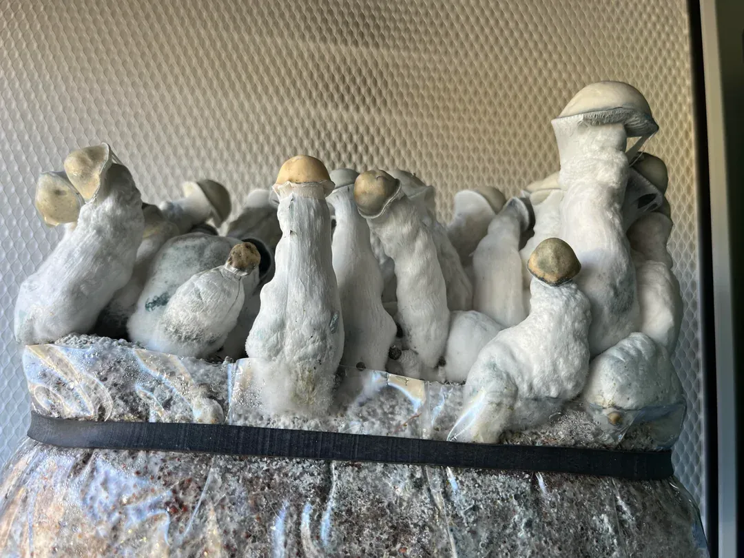 True Albino Melmac P. cubensis Mushroom - 5g Pack