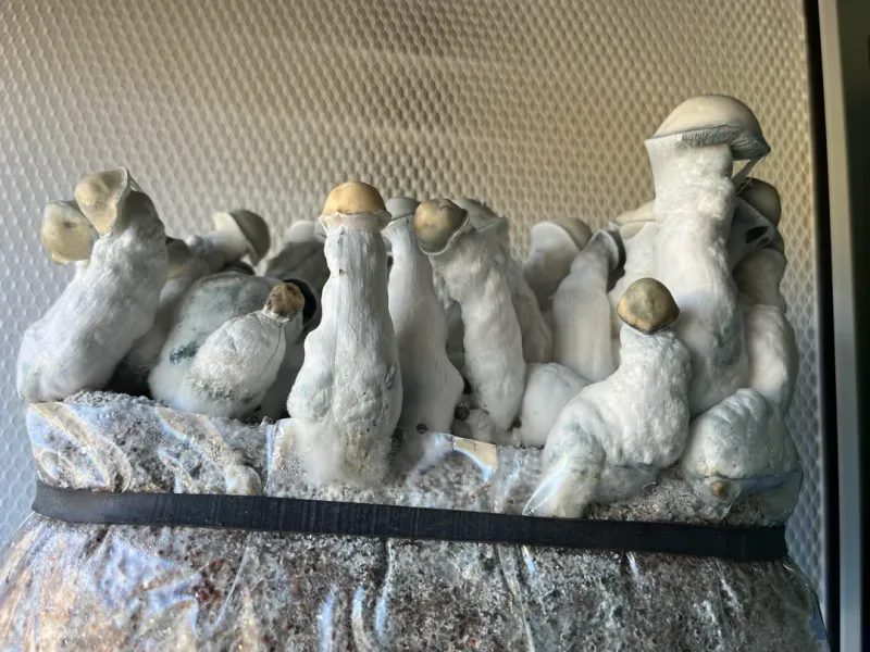 True Albino Melmac P. cubensis Mushroom - 5g Pack