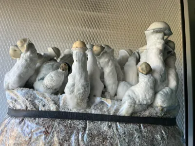 True Albino Melmac P. cubensis Mushroom - 5g Pack
