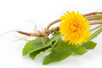 100g Dandelion Root Powder