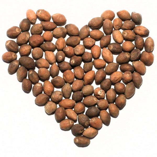 10x Ololiuqui Seeds (Turbina corymbosa)