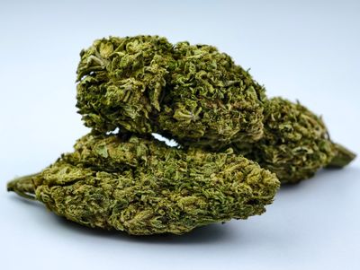 Lemon Skunk Outdoor p/g