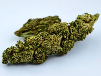 Lemon Cherry Gelato Outdoor p/g