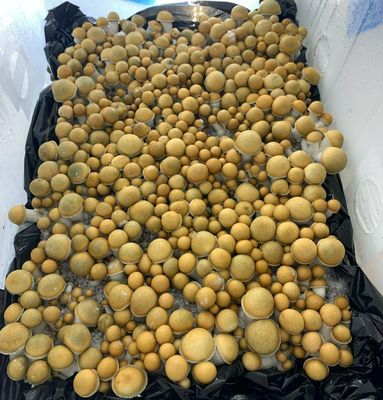 Golden Ghost P. cubensis Mushroom - 5g Pack