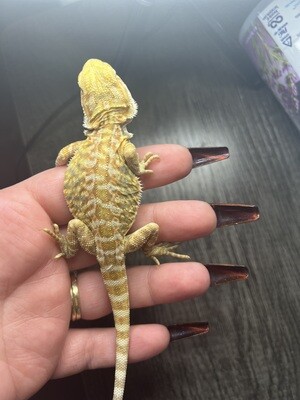 Available Bearded Dragons