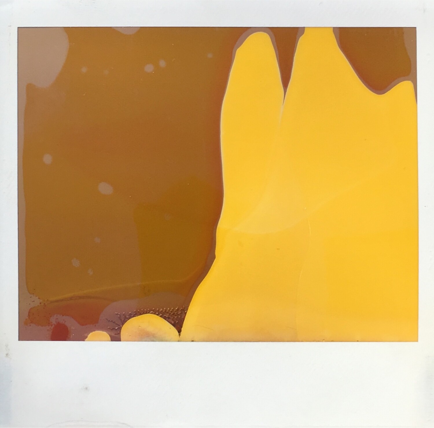 Polaroid