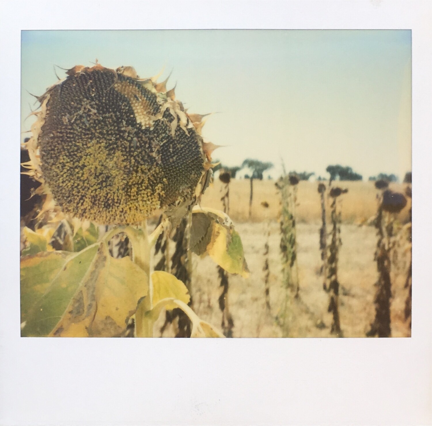 Polaroid